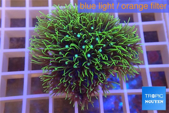 Pachyclavularia neon green 4-6 cm WYSIWYG acclimaté