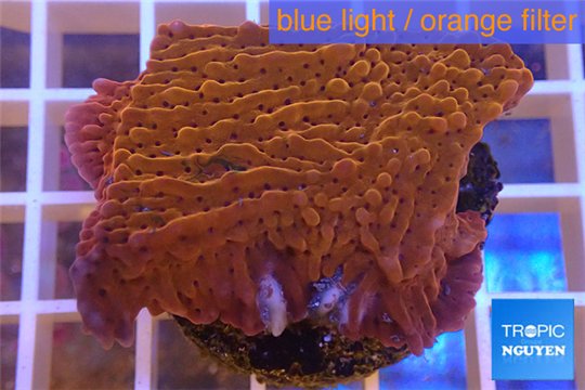 Montipora red purple polyps 3-4 cm WYSIWYG acclimaté