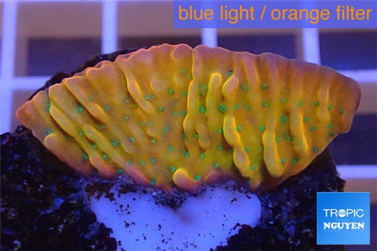 Montipora kung pao phoenix 2-3 cm WYSIWYG acclimaté