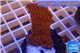 Montipora red purple polyps 2-3 cm WYSIWYG acclimaté