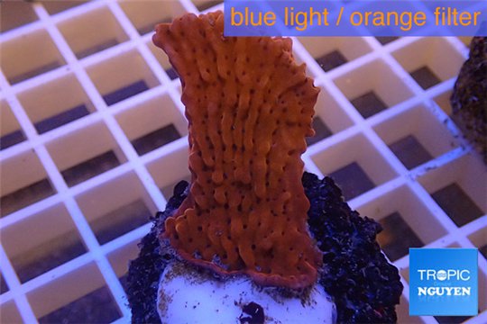 Montipora red purple polyps 2-3 cm WYSIWYG acclimaté