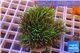 Pachyclavularia neon green 5-7 cm WYSIWYG acclimaté