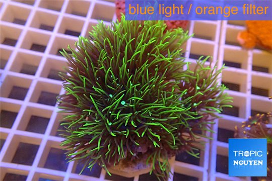 Pachyclavularia neon green 5-7 cm WYSIWYG acclimaté