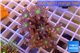 Clavularia papaya orange green 4-6 cm WYSIWYG acclimaté