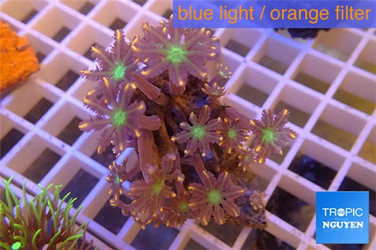 Clavularia papaya orange green 4-6 cm WYSIWYG acclimaté
