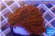 Montipora red purple polyps 2-4 cm WYSIWYG acclimaté