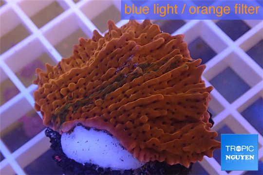 Montipora red purple polyps 2-4 cm WYSIWYG acclimaté