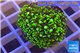 Pachyclavularia neon green 2-3 cm WYSIWYG acclimaté