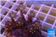 Clavularia papaya orange green 3-4 cm WYSIWYG acclimaté