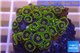 Zoanthus green golden 3-4 cm WYSIWYG acclimaté