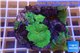 Discosoma green 6-8 cm WYSIWYG acclimaté