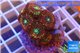 Zoanthus red magician 2-4 cm WYSIWYG acclimaté
