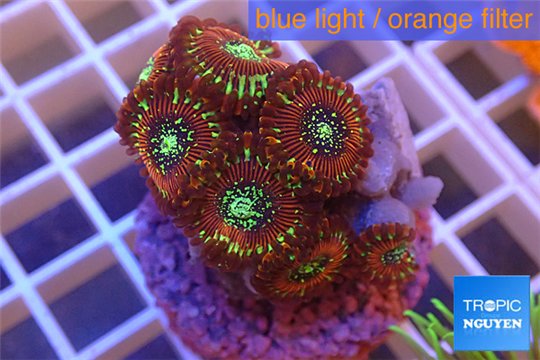 Zoanthus red magician 2-4 cm WYSIWYG acclimaté