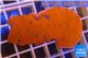 Montipora capricornis red plate 3-5 cm WYSIWYG acclimaté