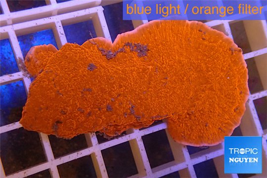 Montipora capricornis red plate 3-5 cm WYSIWYG acclimaté