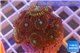 Zoanthus red magician 3-4 cm WYSIWYG acclimaté