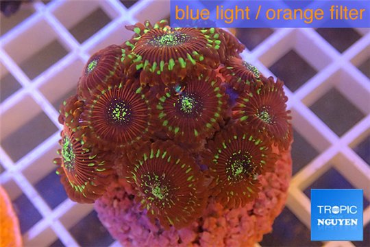 Zoanthus red magician 3-4 cm WYSIWYG acclimaté