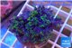 Pachyclavularia neon green 4-6 cm WYSIWYG acclimaté