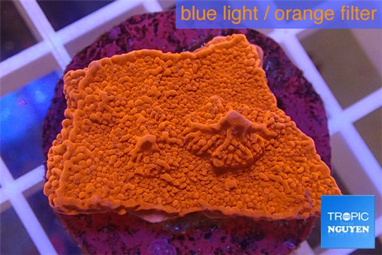 Montipora capricornis red plate 3-4 cm WYSIWYG acclimaté