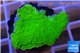 Montipora capricornis green plate 2-4 cm WYSIWYG acclimaté