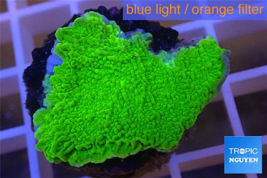 Montipora capricornis green plate 2-4 cm WYSIWYG acclimaté