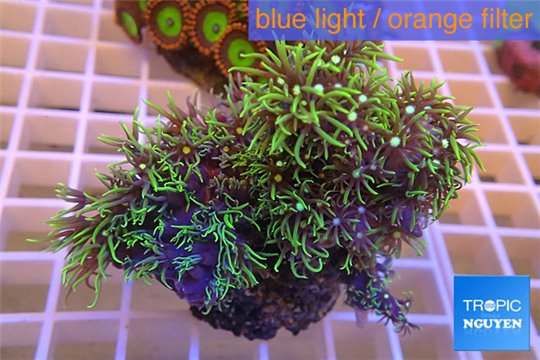 Pachyclavularia neon green 5-7 cm WYSIWYG acclimaté