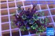 Clavularia papaya purple green 3-5 cm WYSIWYG acclimaté