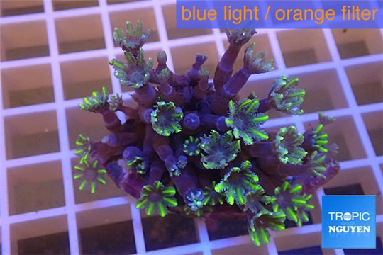Clavularia papaya purple green 3-5 cm WYSIWYG acclimaté