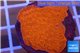 Montipora capricornis red plate 4-5 cm WYSIWYG acclimaté