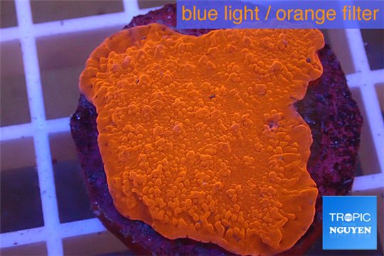 Montipora capricornis red plate 4-5 cm WYSIWYG acclimaté