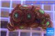 Zoanthus red magician 3-4 cm WYSIWYG acclimaté