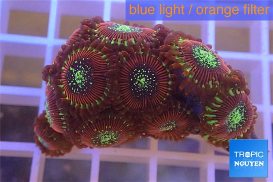Zoanthus red magician 3-4 cm WYSIWYG acclimaté