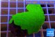 Montipora capricornis green plate 3-4 cm WYSIWYG acclimaté