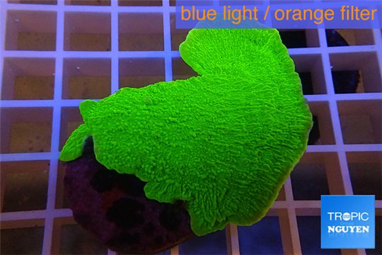 Montipora capricornis green plate 3-4 cm WYSIWYG acclimaté