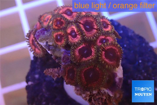 Zoanthus pink zipper 3-4 cm WYSIWYG acclimaté