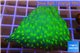 Echinopora lamellosa neon spot frag 4-5 cm WYSIWYG acclimaté