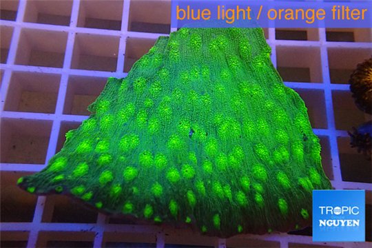 Echinopora lamellosa neon spot frag 4-5 cm WYSIWYG acclimaté