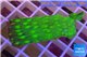Echinopora lamellosa neon spot frag 2-3 cm WYSIWYG acclimaté
