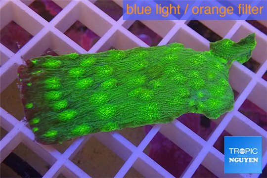 Echinopora lamellosa neon spot frag 2-3 cm WYSIWYG acclimaté