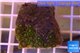 Zoanthus green golden 2-4 cm WYSIWYG acclimaté