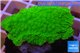 Montipora capricornis green plate 2-4 cm WYSIWYG acclimaté