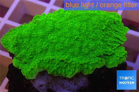 Montipora capricornis green plate 2-4 cm WYSIWYG acclimaté