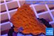 Montipora capricornis red plate 2-3 cm WYSIWYG acclimaté