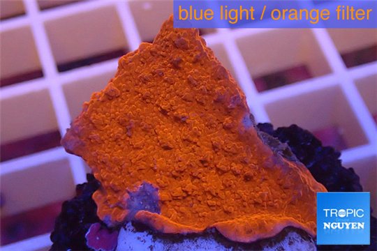 Montipora capricornis red plate 2-3 cm WYSIWYG acclimaté