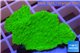 Montipora capricornis green plate 2-4 cm WYSIWYG acclimaté
