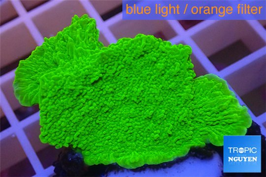 Montipora capricornis green plate 2-4 cm WYSIWYG acclimaté