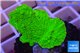 Montipora capricornis green plate 2-4 cm WYSIWYG acclimaté