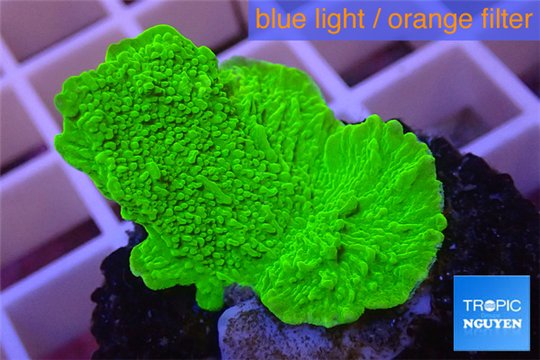 Montipora capricornis green plate 2-4 cm WYSIWYG acclimaté
