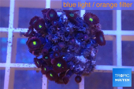 Zoanthus golden eyes 1-2 cm WYSIWYG acclimaté