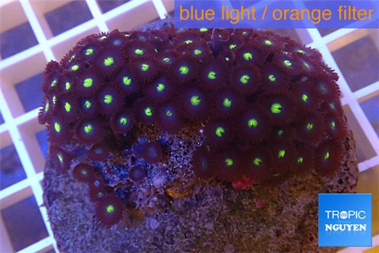 Zoanthus golden eyes 7-10 cm WYSIWYG acclimaté